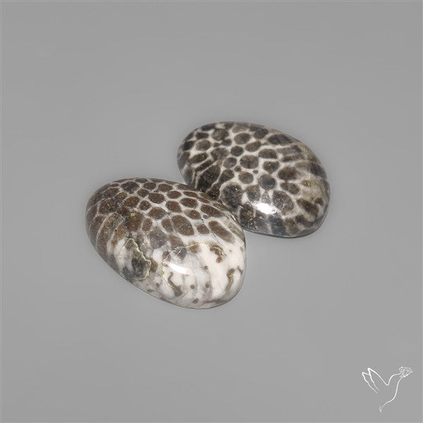Stingray Black Fossil Corals Pair