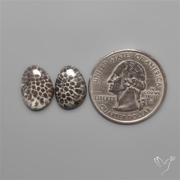 Stingray Black Fossil Corals Pair