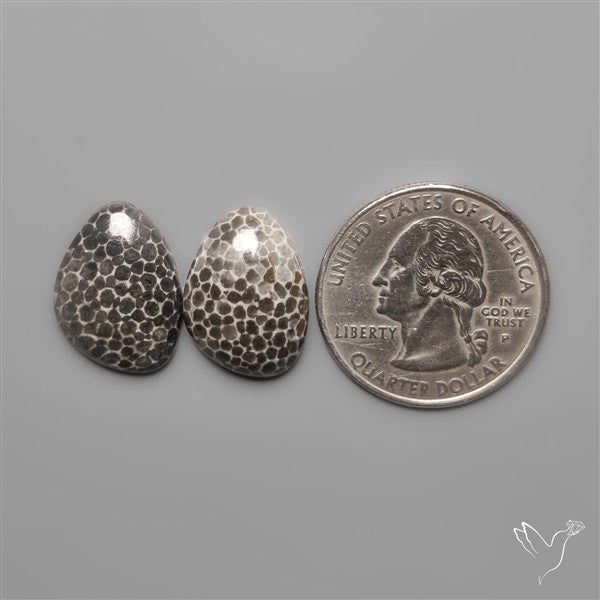 Stingray Black Fossil Corals Pair