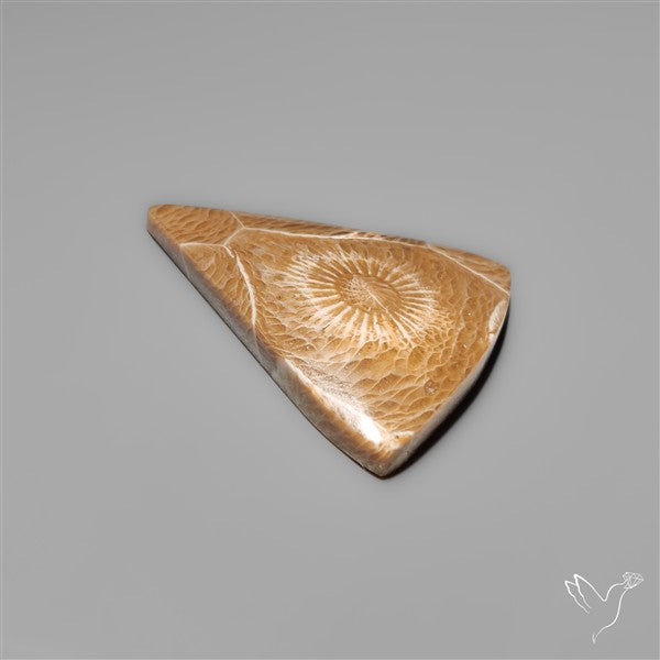 Moroccan Fossil Coral Cabochon