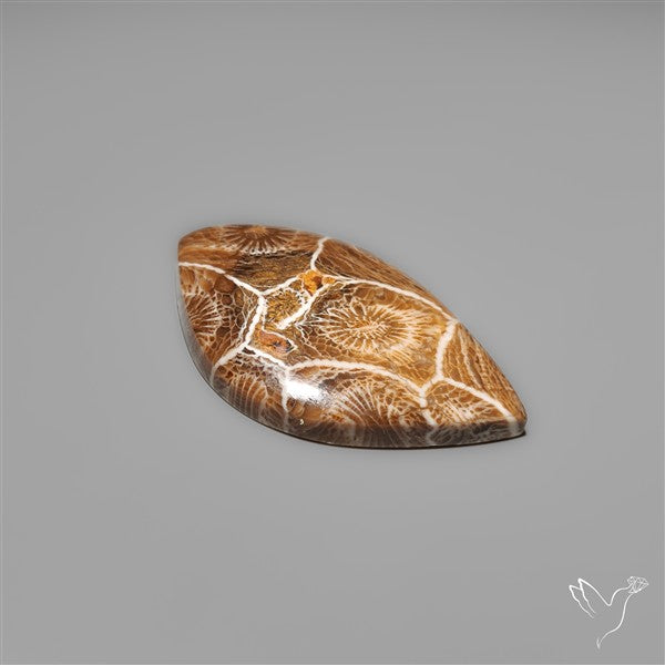 Moroccan Fossil Coral Cabochon