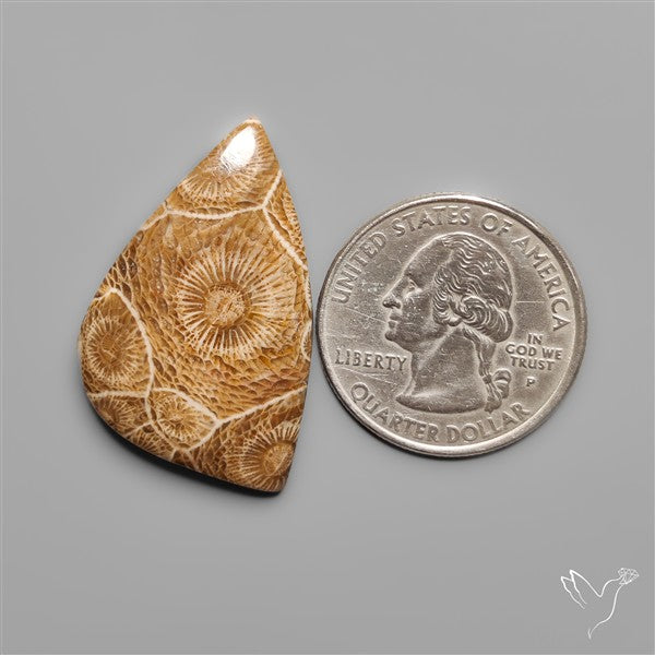 Moroccan Fossil Coral Cabochon