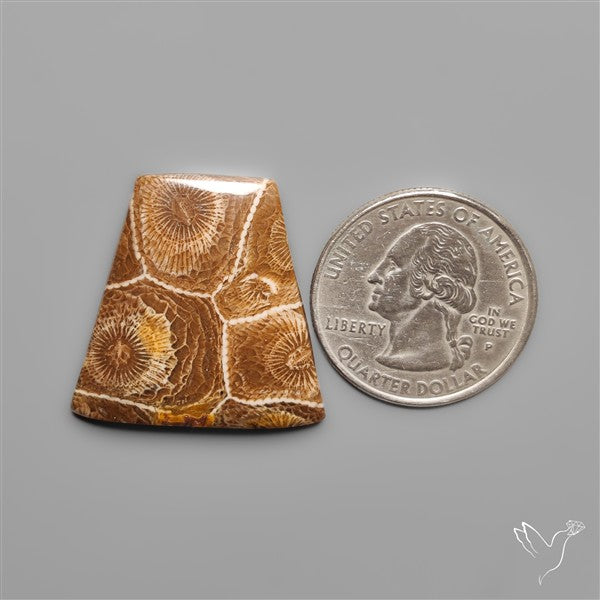 Moroccan Fossil Coral Cabochon