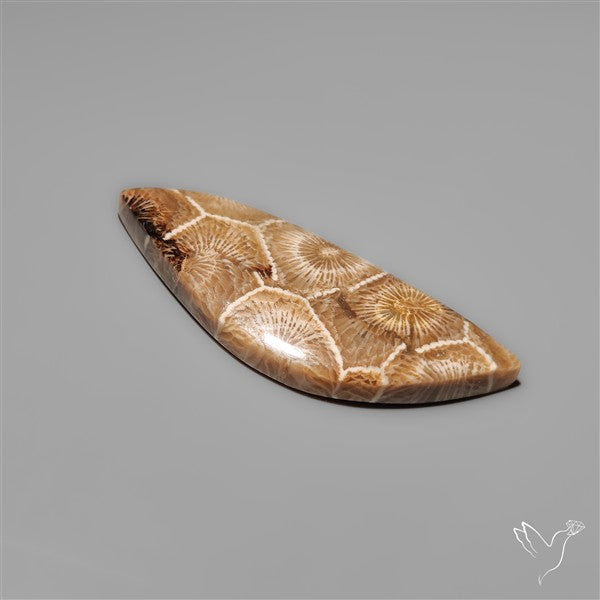 Moroccan Fossil Coral Cabochon