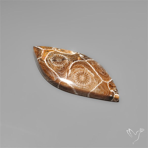 Moroccan Fossil Coral Cabochon