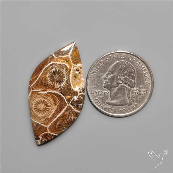 Moroccan Fossil Coral Cabochon