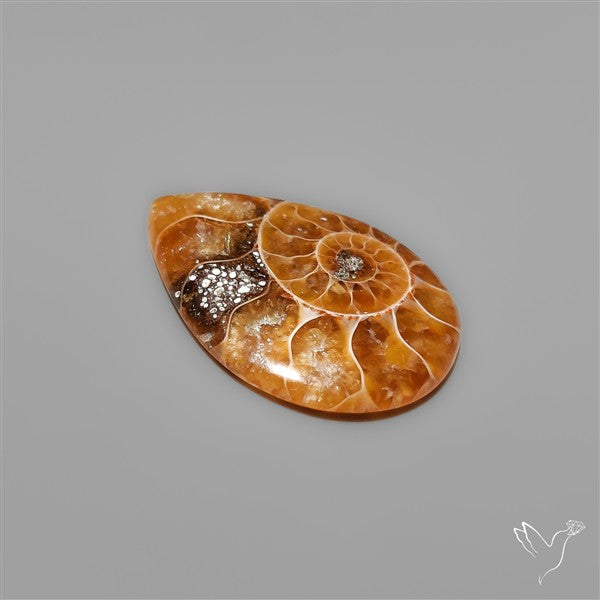Fossilized Ammonite Cabochon Small
