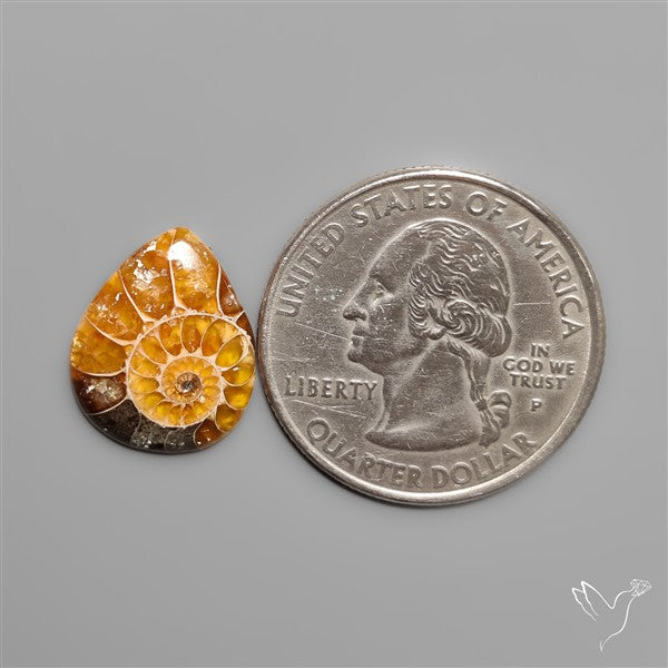 Fossilized Ammonite Cabochon Small