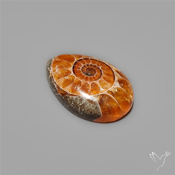Fossilized Ammonite Cabochon Small