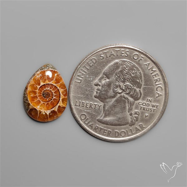 Fossilized Ammonite Cabochon Small