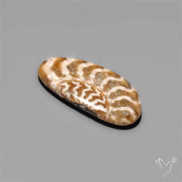 Fossilized Suture Ammonite Cabochon Small
