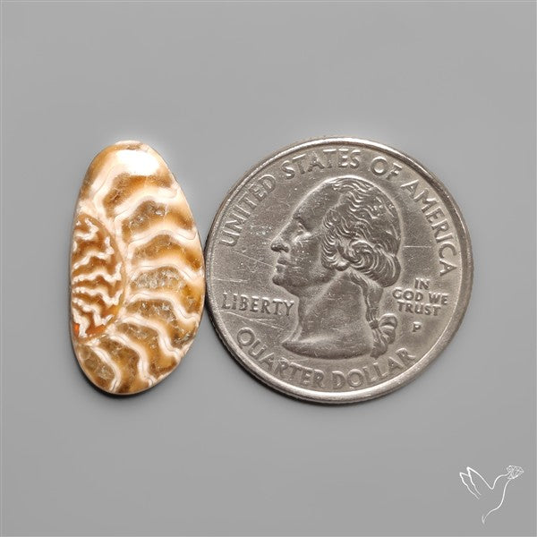 Fossilized Suture Ammonite Cabochon Small