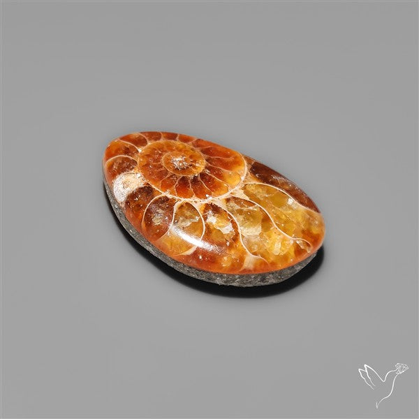 Fossilized Ammonite Cabochon Small