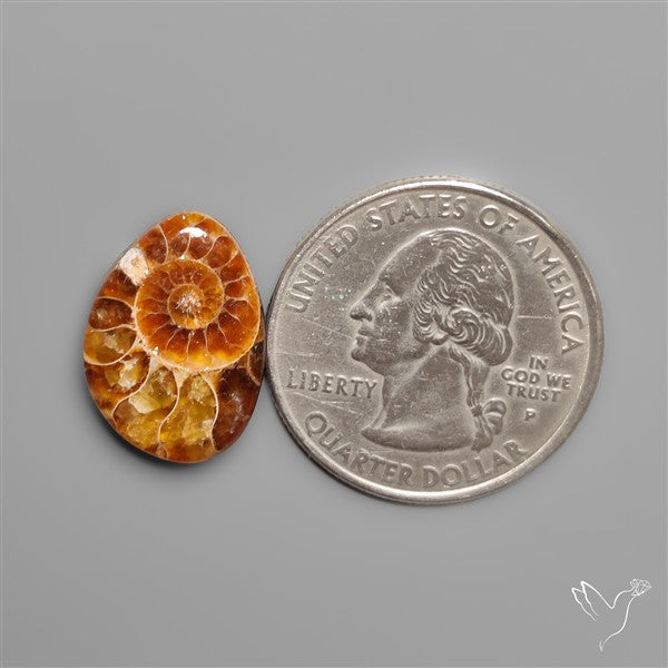 Fossilized Ammonite Cabochon Small