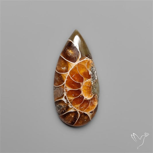 Ammonite Fossil Cabochon