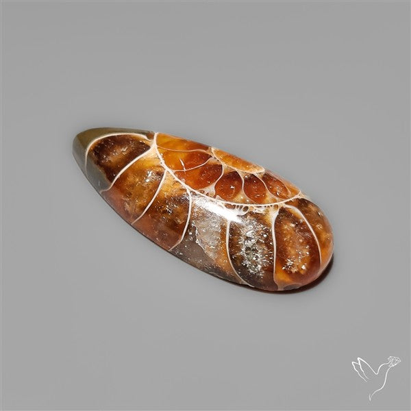 Ammonite Fossil Cabochon