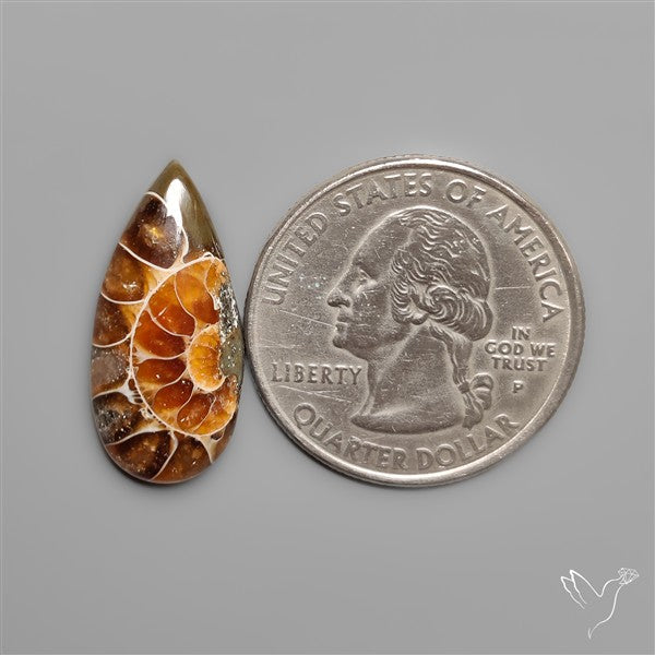 Ammonite Fossil Cabochon