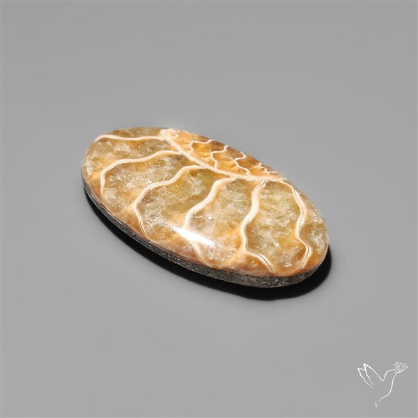 Ammonite Fossil Cabochon