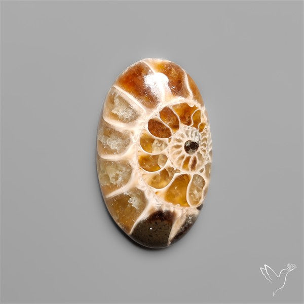 Ammonite Fossil Cabochon