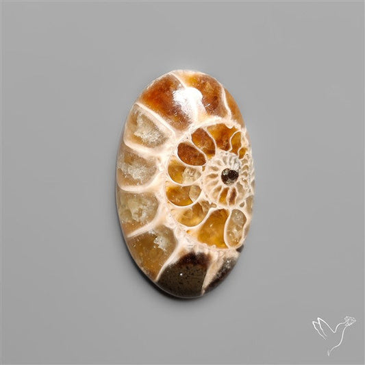 Ammonite Fossil Cabochon