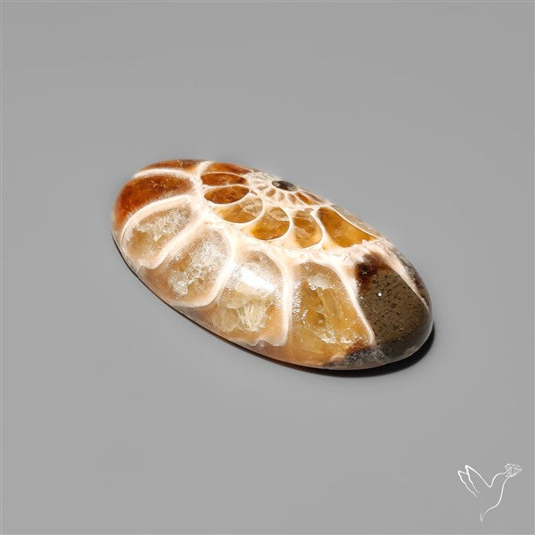 Ammonite Fossil Cabochon
