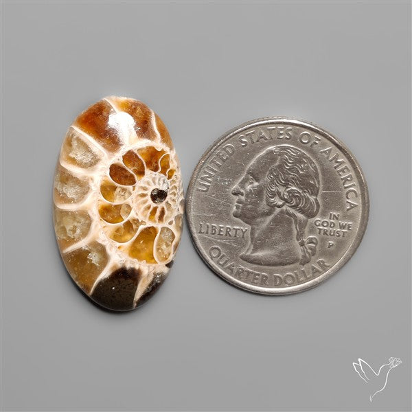 Ammonite Fossil Cabochon
