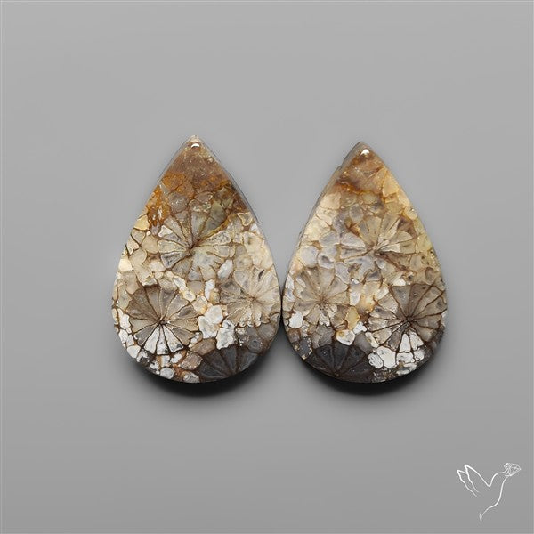 Fossil Corals Pair