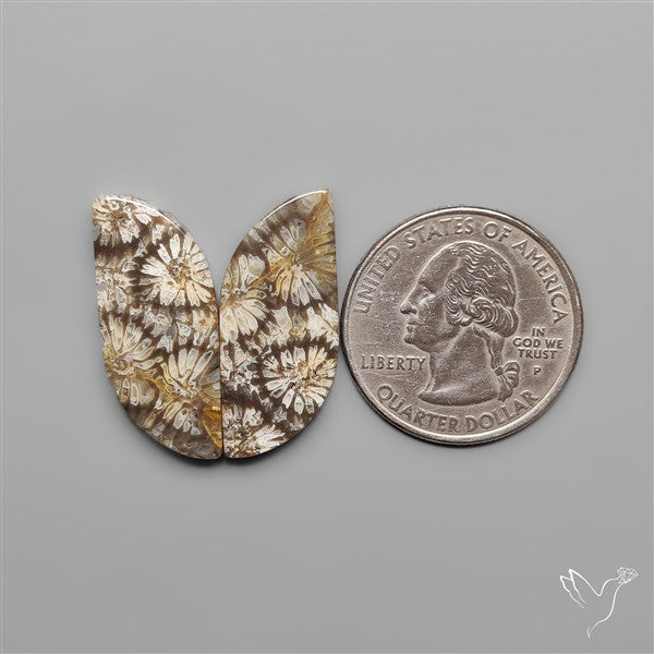 Fossil Corals Pair