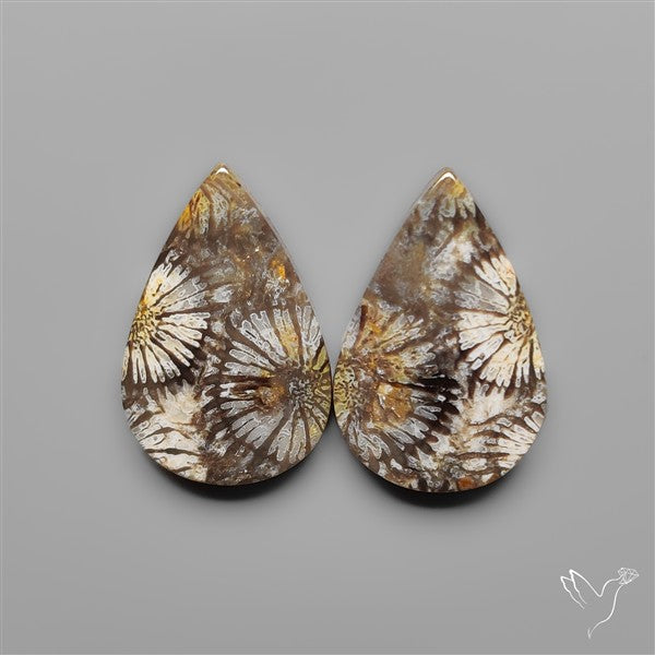 Fossil Corals Pair