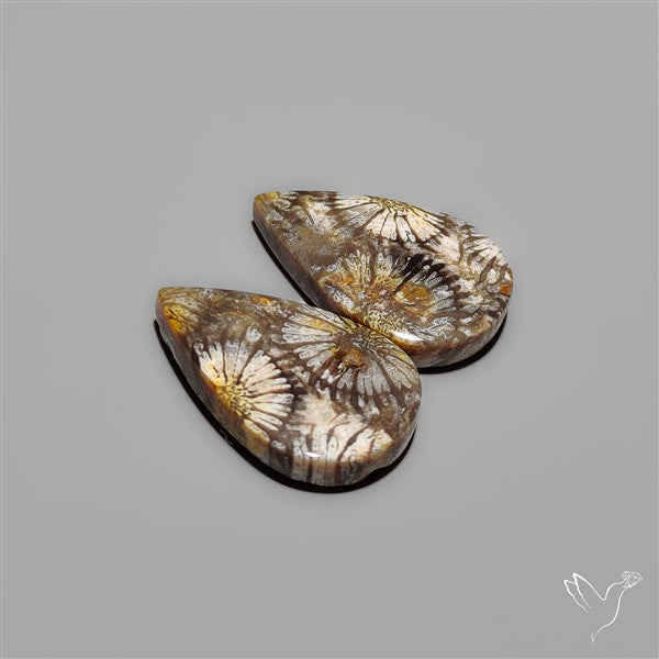 Fossil Corals Pair