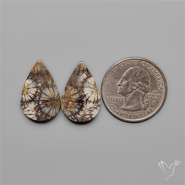 Fossil Corals Pair