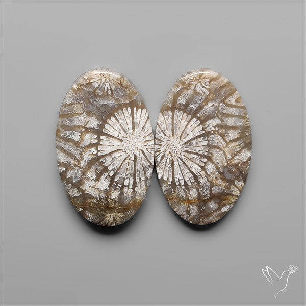 Fossil Corals Pair