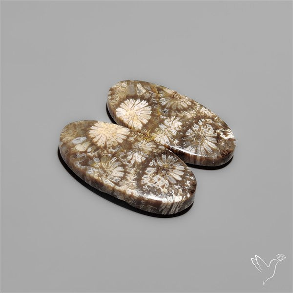 Fossil Corals Pair