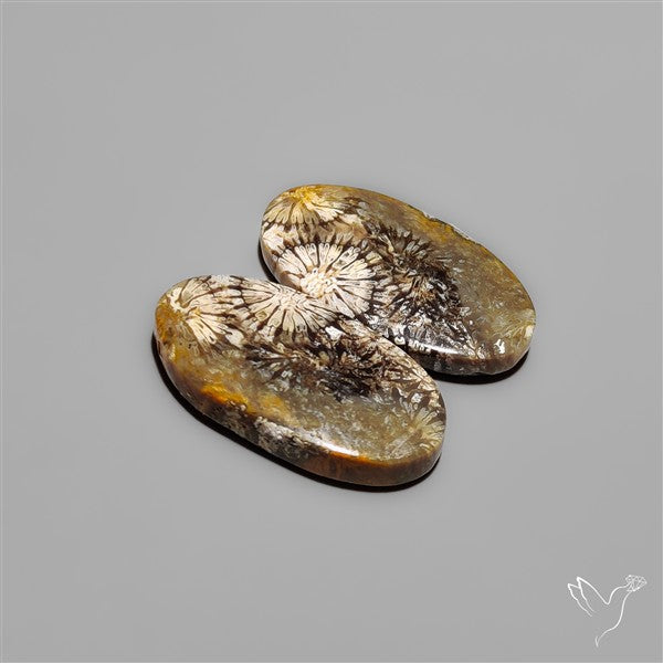 Fossil Corals Pair