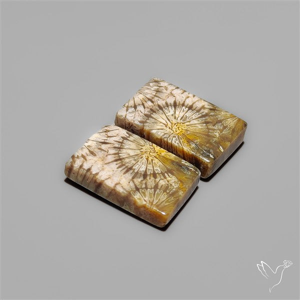 Fossil Corals Pair