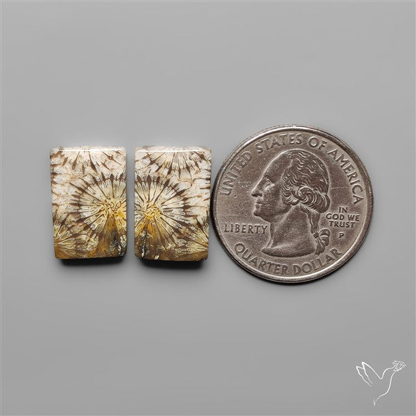 Fossil Corals Pair