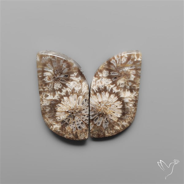 Fossil Corals Pair