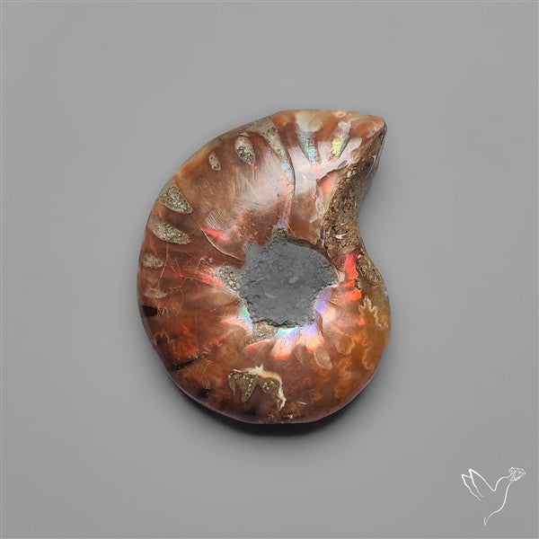 Rare Opalized Ammonite Fossil with Ammolite Sheen