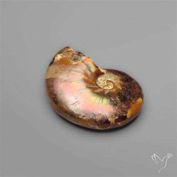 Rare Opalized Ammonite Fossil with Ammolite Sheen