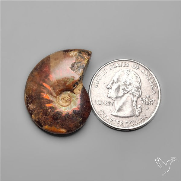 Rare Opalized Ammonite Fossil with Ammolite Sheen