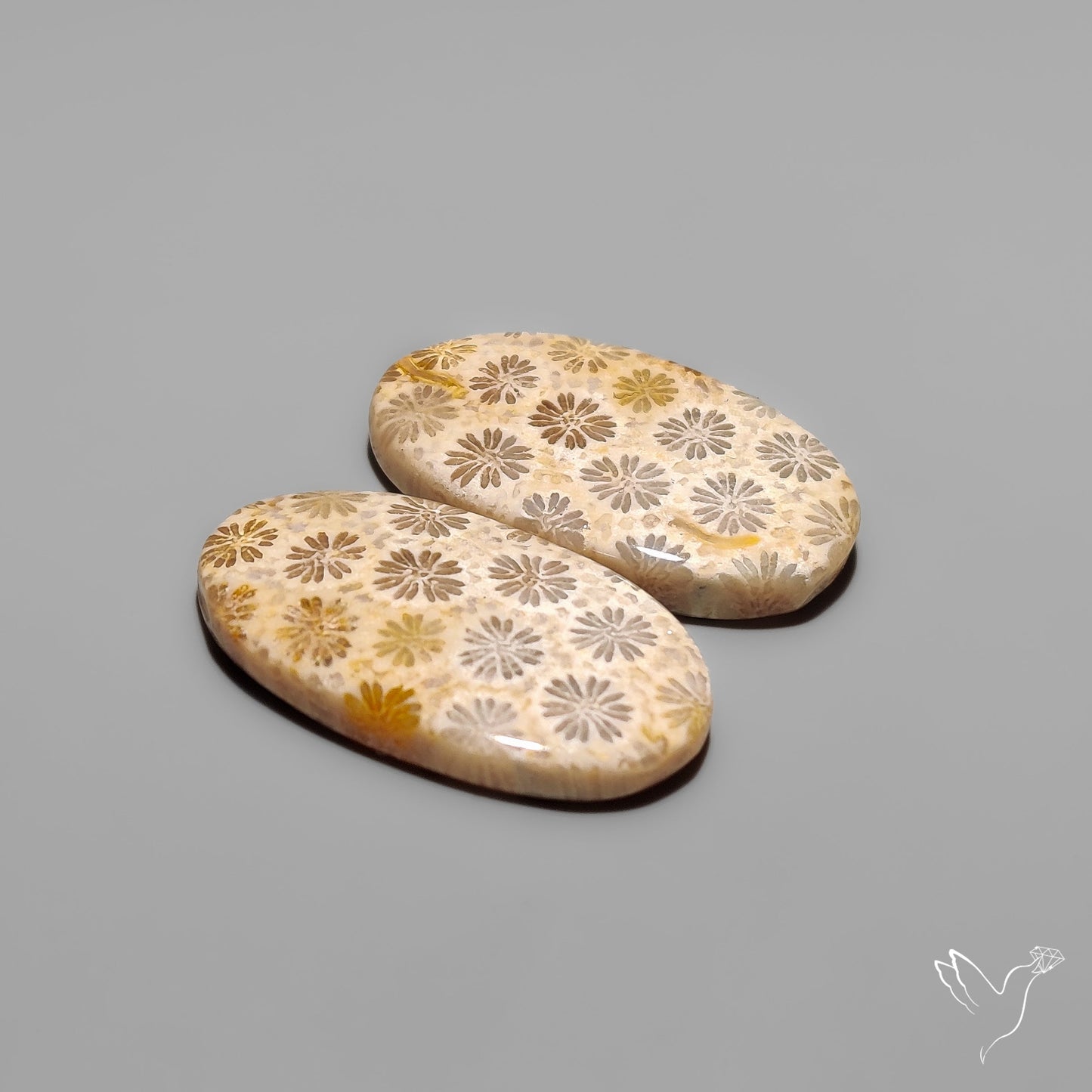 Fossil Corals Pair