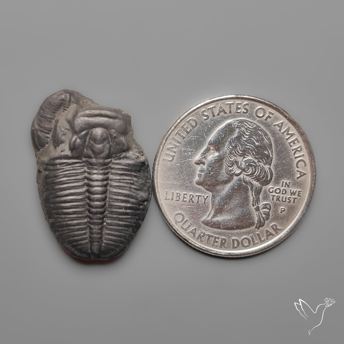Trilobite Fossil