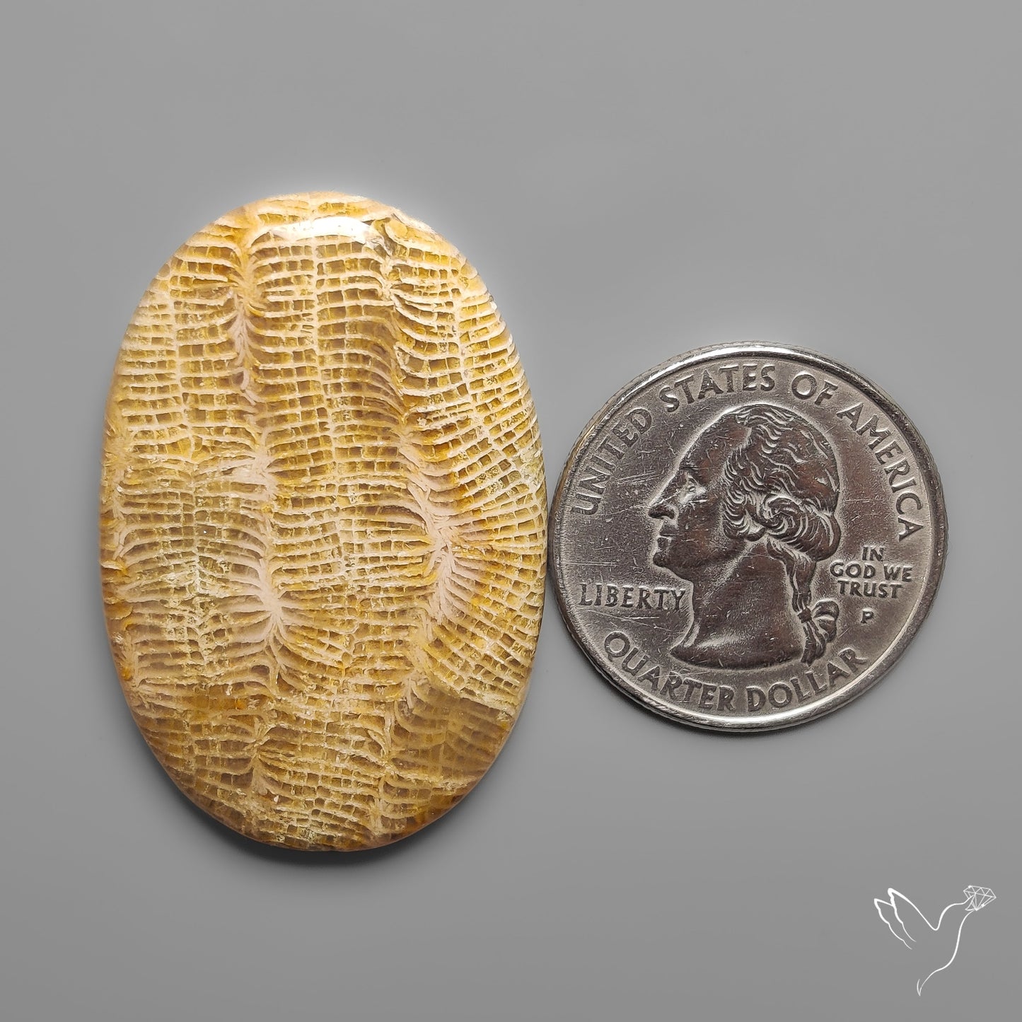 Fossil Coral Cabochon