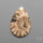 Ammonite