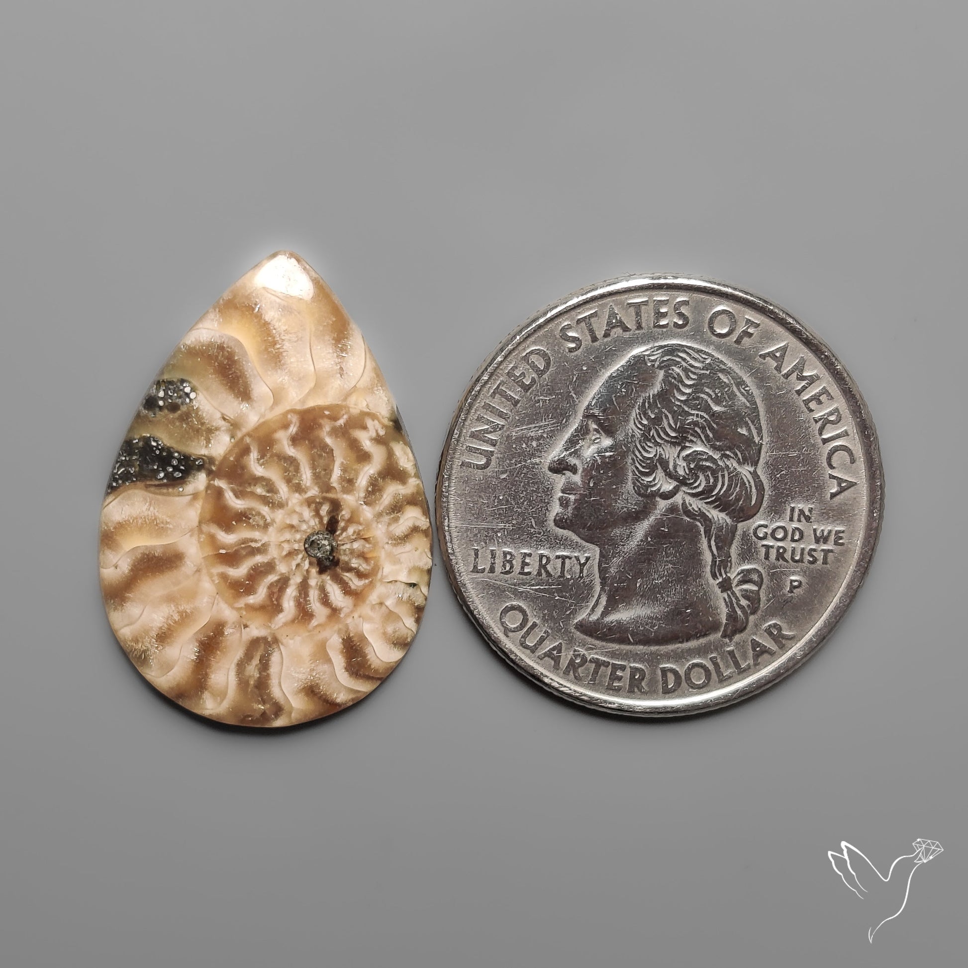Ammonite