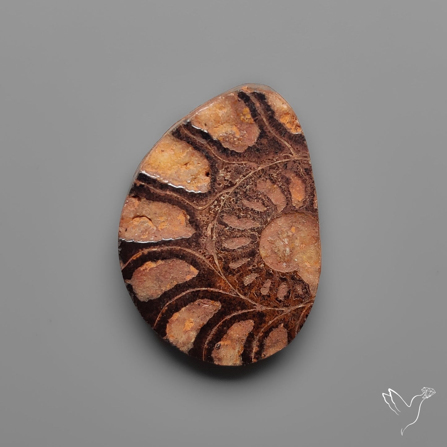Ammonite Fossil