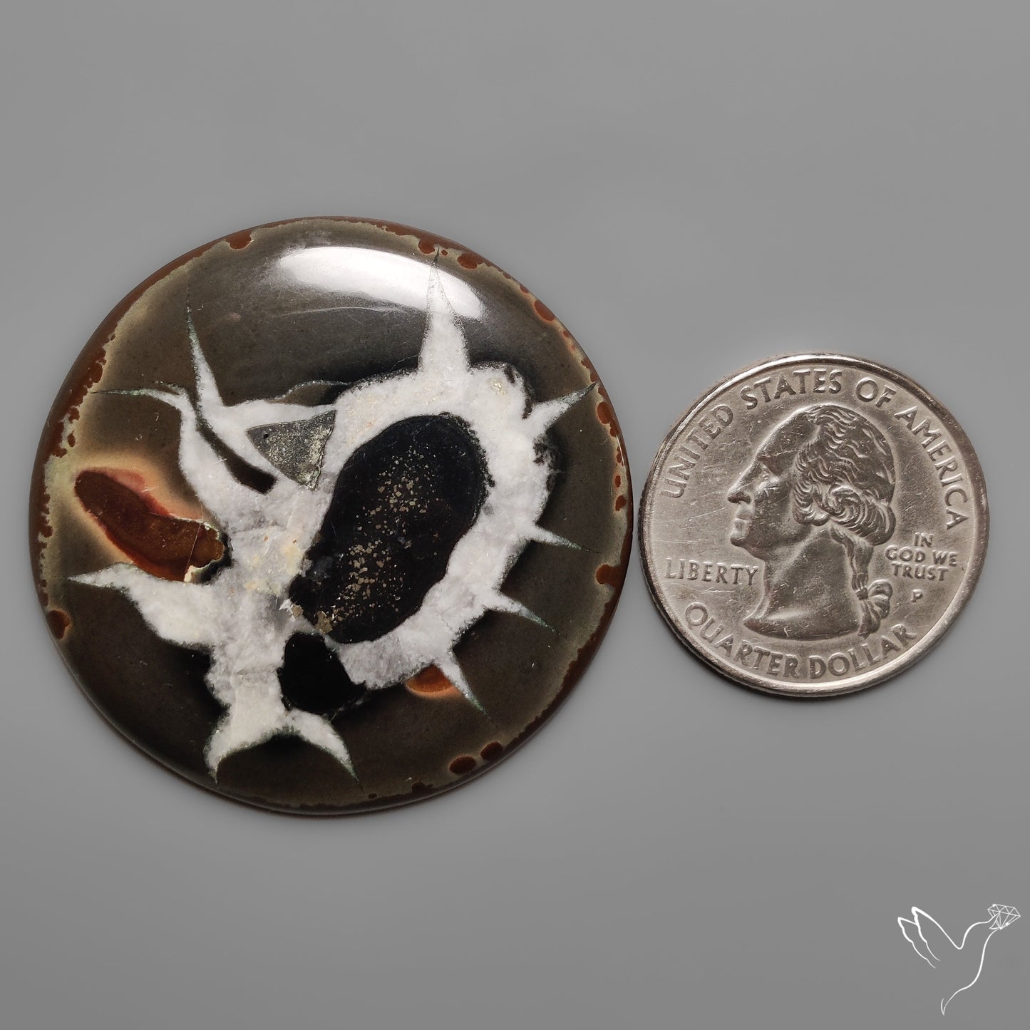 Black Septarian Fossil