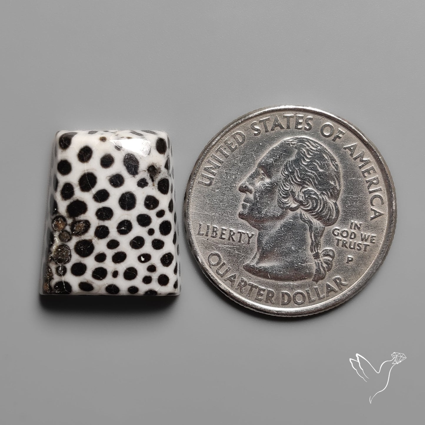 Black Fossil Coral Cabochon