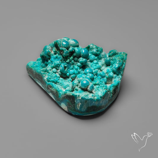Rare Botryoidal Chrysocolla Raw Faced