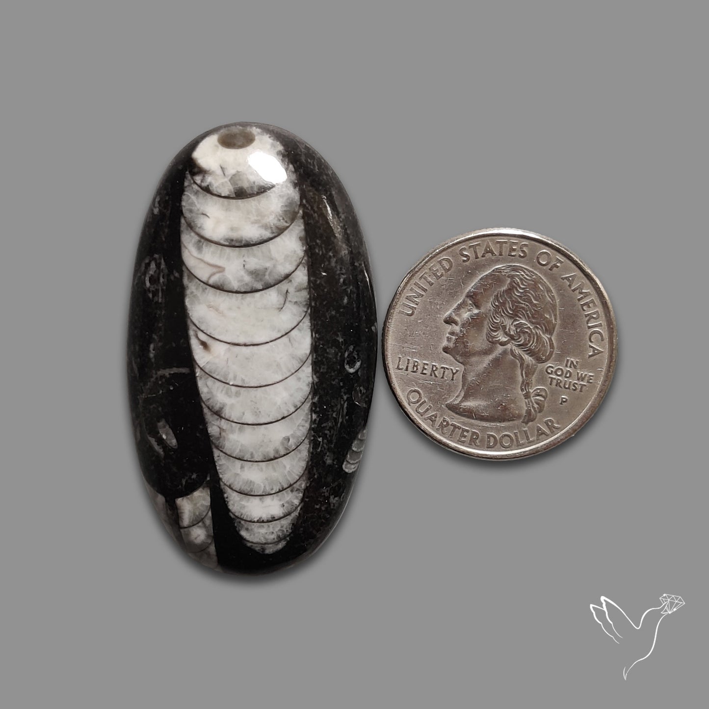 Orthoceras Fossil Cabochon